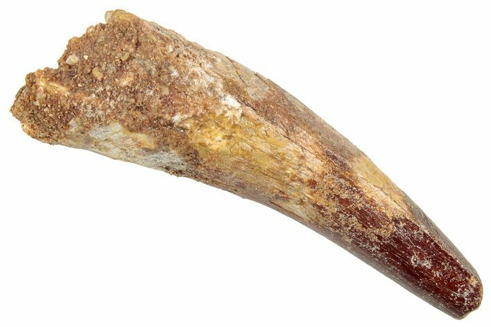 Fossil Spinosaurus Tooth - Real Dinosaur Tooth #326257